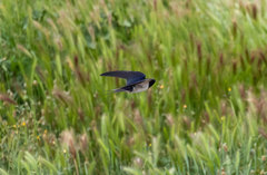 Hirundo rustica