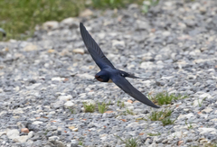 Hirundo rustica