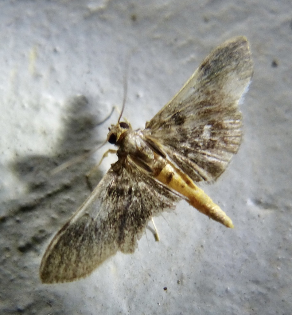 Omiodes pandaralis