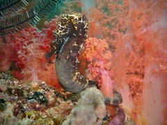 Hippocampus comes
