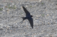 Hirundo rustica