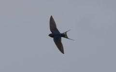 Hirundo rustica