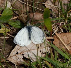 Pieris napi