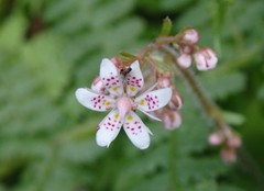 Saxifraga spathularis