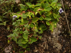 Viola stipularis