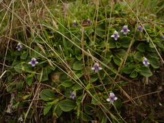 Viola stipularis