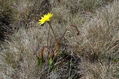Microseris lanceolata