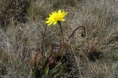 Microseris lanceolata