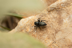 Heliophanus melinus