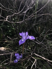 Moraea sisyrinchium
