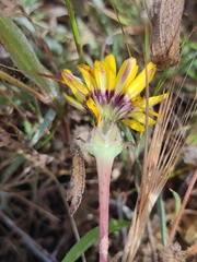 Reichardia tingitana