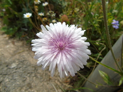 Crepis rubra