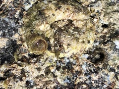 Thylacodes variabilis