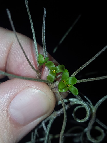 Tillandsia usneoides