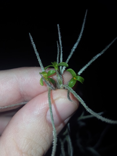 Spanish moss (Tillandsia usneoides)