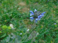 Salvia verbenaca