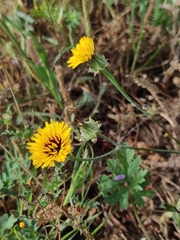 Reichardia tingitana