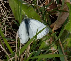 Pieris napi