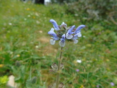 Salvia verbenaca