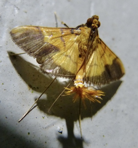 Desmia chryseis