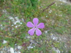 Silene ungeri