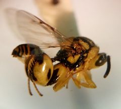 Conura amoena