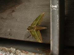 Xylophanes crotonis