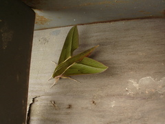 Xylophanes crotonis
