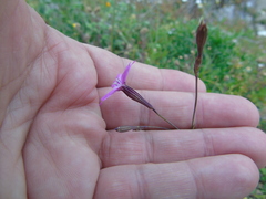 Silene ungeri