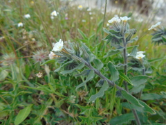 Alkanna corcyrensis