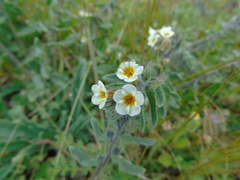 Alkanna corcyrensis