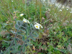 Alkanna corcyrensis