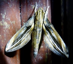 Xylophanes thyelia