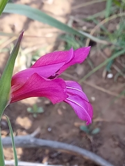 Gladiolus