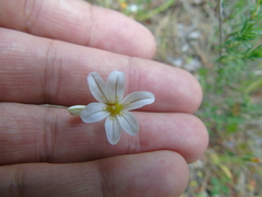 Gagea graeca