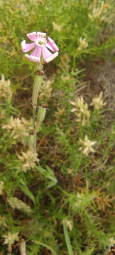 Silene mariana