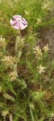 Silene mariana
