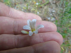 Gagea graeca