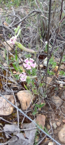 Silene mariana, photograph 2