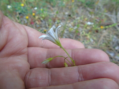 Gagea graeca