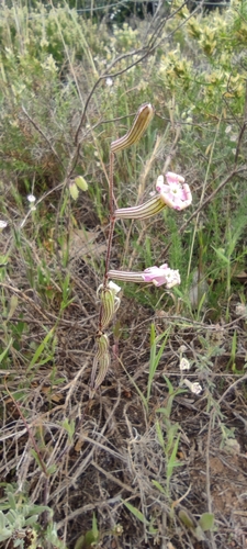 Silene mariana, photograph 4