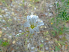 Gagea graeca