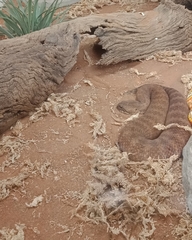 Acanthophis antarcticus