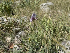 Iris lortetii
