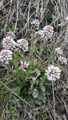 Noccaea caerulescens