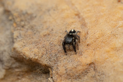 Pellenes geniculatus