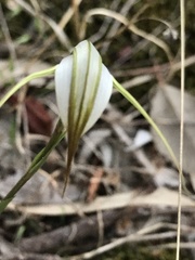 Pterostylis ampliata