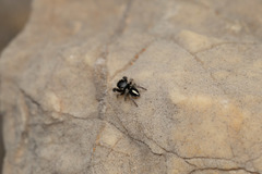 Pellenes geniculatus