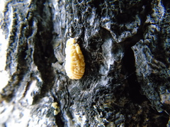 Marchalina hellenica