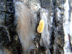 Marchalina hellenica